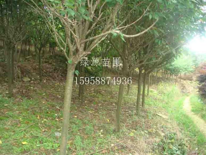 供应樱花|樱花基地|浙江樱花基地-浙江绿源苗圃基地