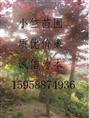 供应浙江红枫/浙江红枫/浙江红枫种苗