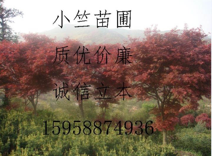 红枫/供应红枫/浙江红枫/供应浙江红枫