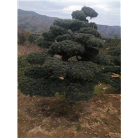 宁波五针松基地