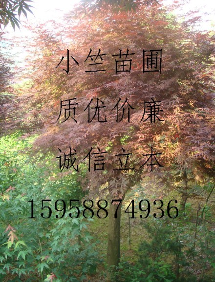 浙江高接红枫|供应高接红枫|供应浙江红枫||日本红枫供应