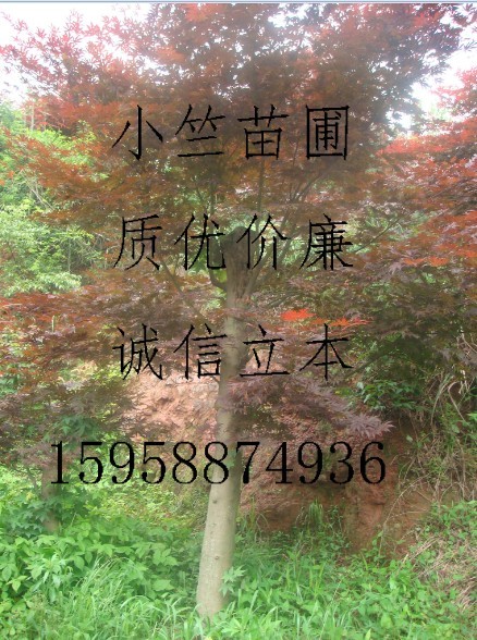 浙江高接红枫|供应高接红枫|供应浙江红枫||日本红枫供应