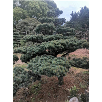 供应五针松 |浙江五针松|供应浙江五针松