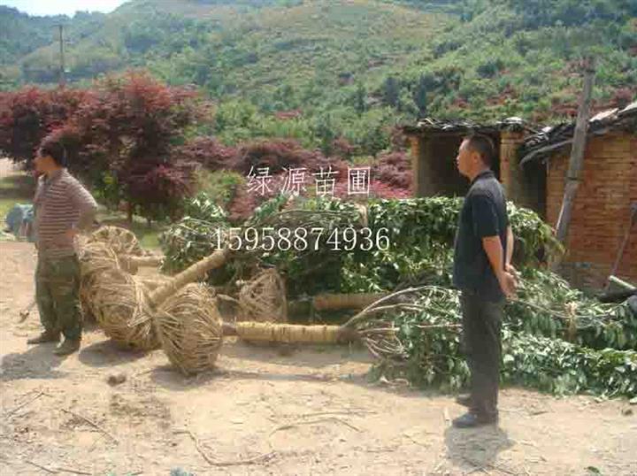 供应樱花|供应樱花基地|樱花价格—浙江绿源苗圃基地