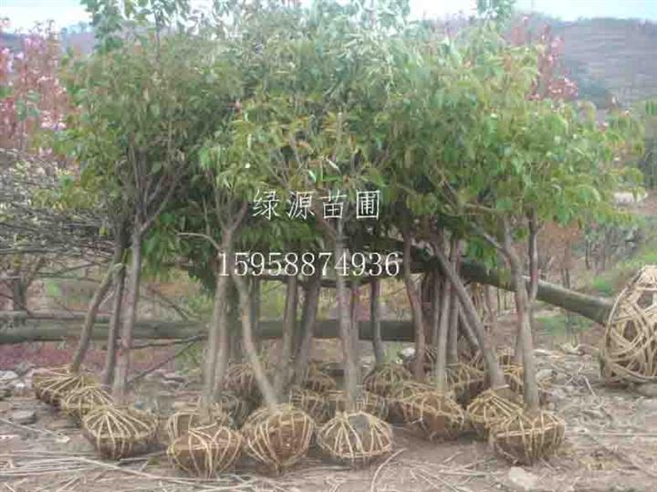 供应樱花|樱花基地|浙江樱花基地-浙江绿源苗圃基地 