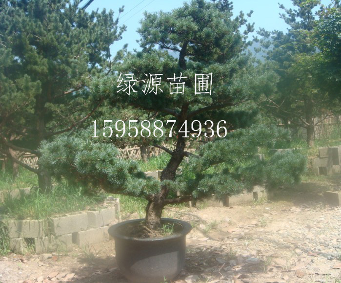 五针松树苗种植批发—浙江绿源苗圃基地