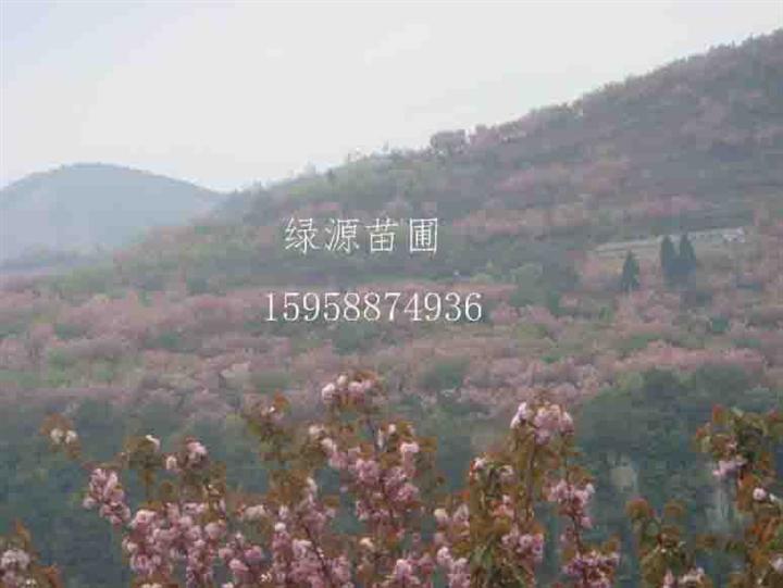 供应樱花|樱花基地|浙江樱花基地-浙江绿源苗圃基地