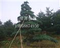 五针松树苗种植批发—浙江绿源苗圃基地