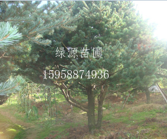 供应浙江五针松毛-浙江绿源苗圃基地