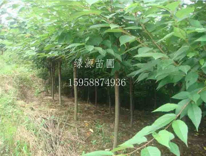 供应浙江樱花/浙江樱花/浙江樱花种苗
