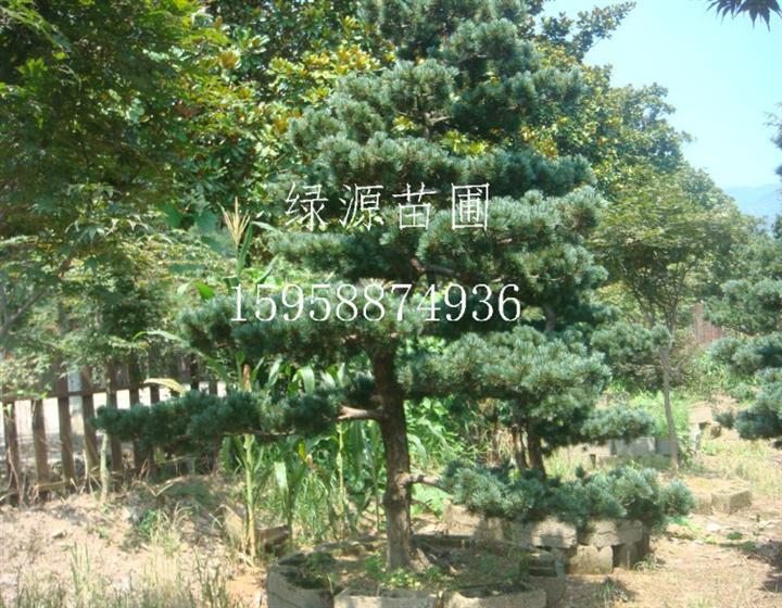 供应浙江大阪松/浙江大阪松/浙江大阪松种苗