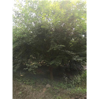 浙江供应鸡爪槭