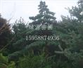 五针松树苗种植批发—浙江绿源苗圃基地