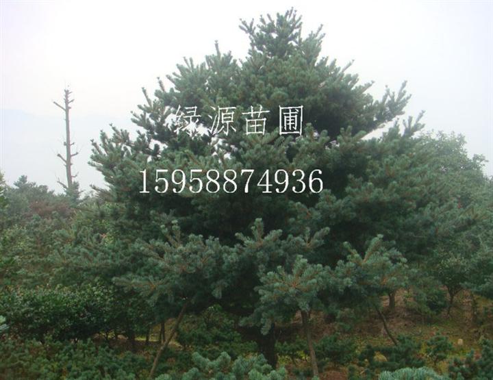 毛五针松批发|毛五针松供应 