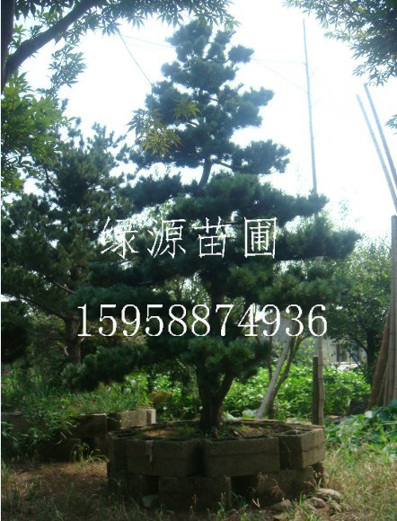 供应浙江大阪松/浙江大阪松/浙江大阪松种苗