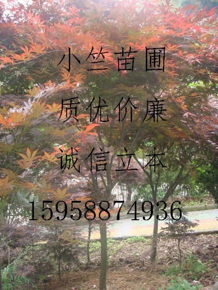 供应浙江红枫/浙江红枫/浙江红枫种苗