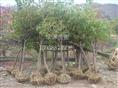 供应樱花|樱花基地|浙江樱花基地-浙江绿源苗圃基地 