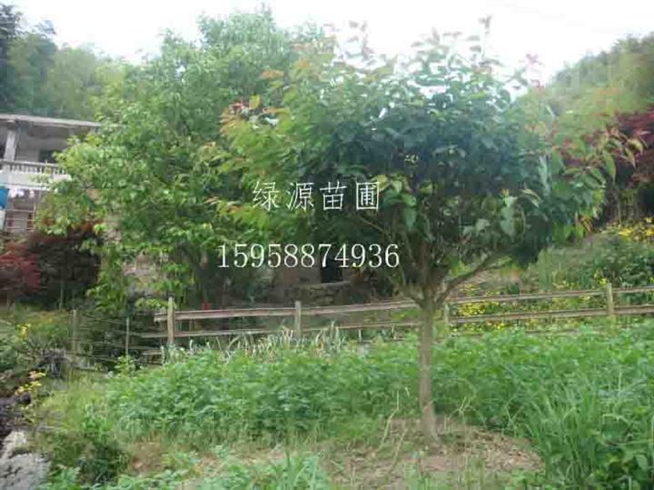 供应浙江樱花/浙江樱花/浙江樱花种苗