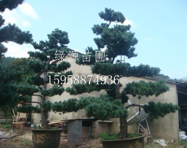 造型五针松 