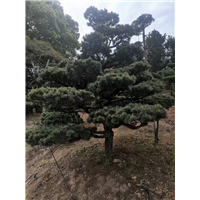 浙江优质五针松|浙江精品五针松