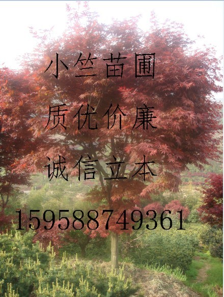 红枫/供应红枫/浙江红枫/供应浙江红枫