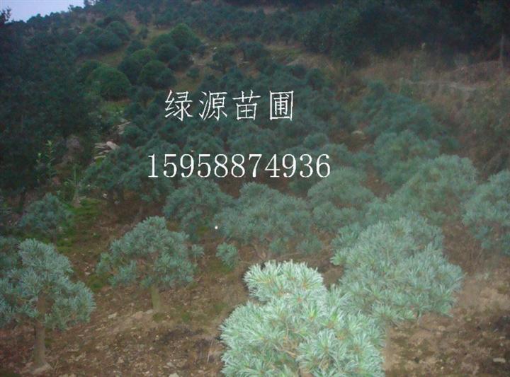 批发毛五针松|供应毛五针松 