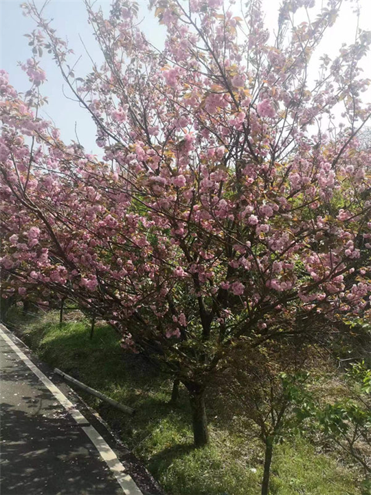 浙江晚樱基地
