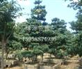 常年供应各种五针松苗木—浙江绿源苗圃基地