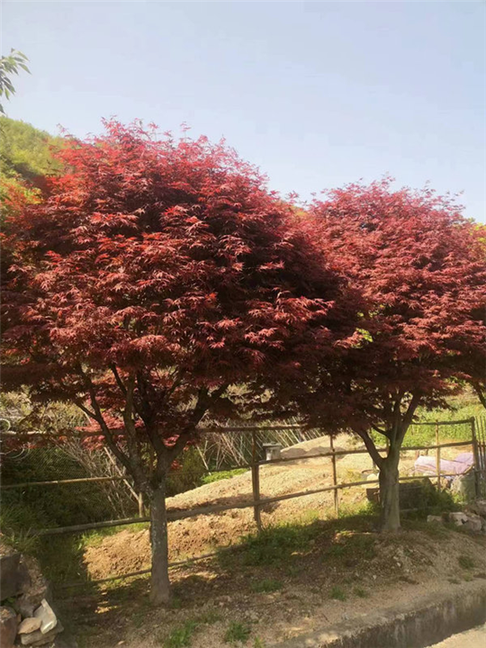 红枫基地