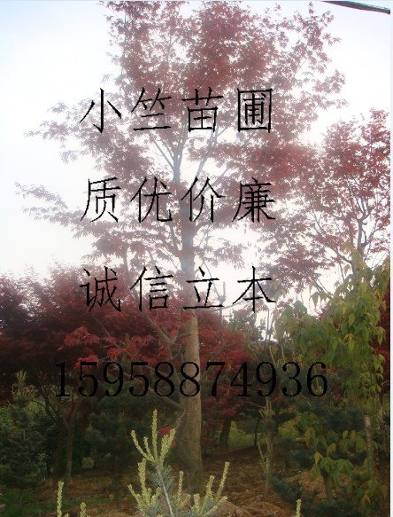 浙江红枫|浙江鸡爪槭|浙江日本红枫|浙江樱花—浙江绿源苗圃基地