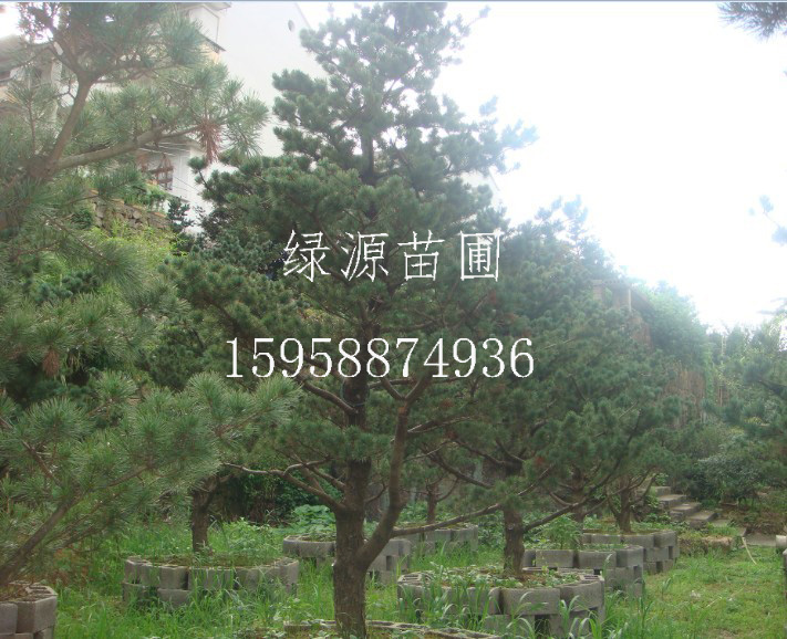 大阪松|供应浙江针松|供应红枫|鸡爪槭|日本红枫供应 