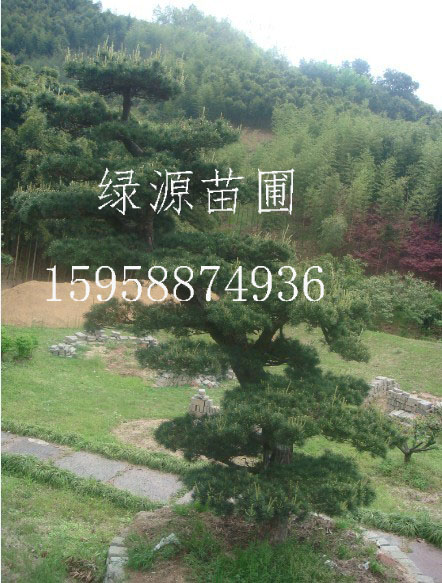 浙江五针松种植|浙江五针松供应—浙江绿源苗圃基地