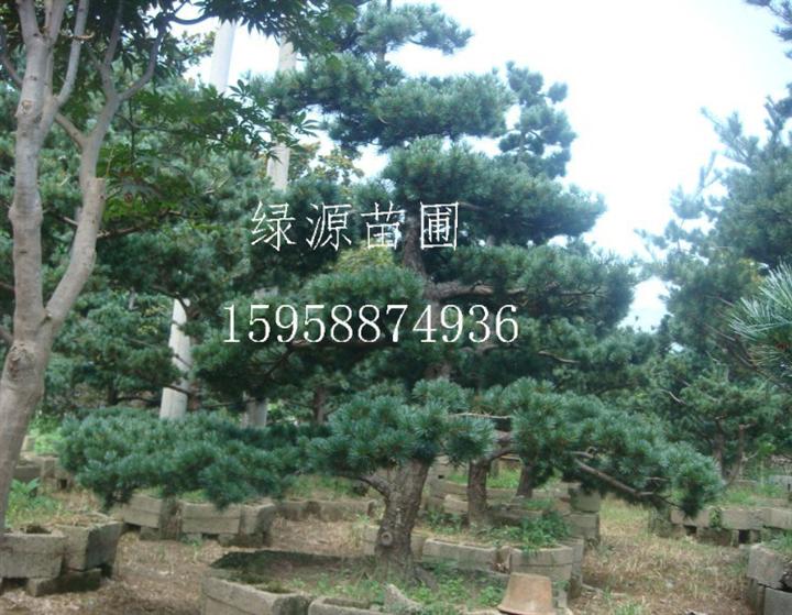 五针松|红枫|鸡爪槭|日本红枫|樱花—浙江绿源苗圃基地