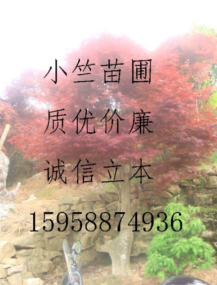 浙江红枫|浙江鸡爪槭|浙江日本红枫|浙江樱花—浙江绿源苗圃基地
