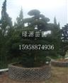 浙江优质五针松|浙江精品五针松—浙江绿源苗圃基地