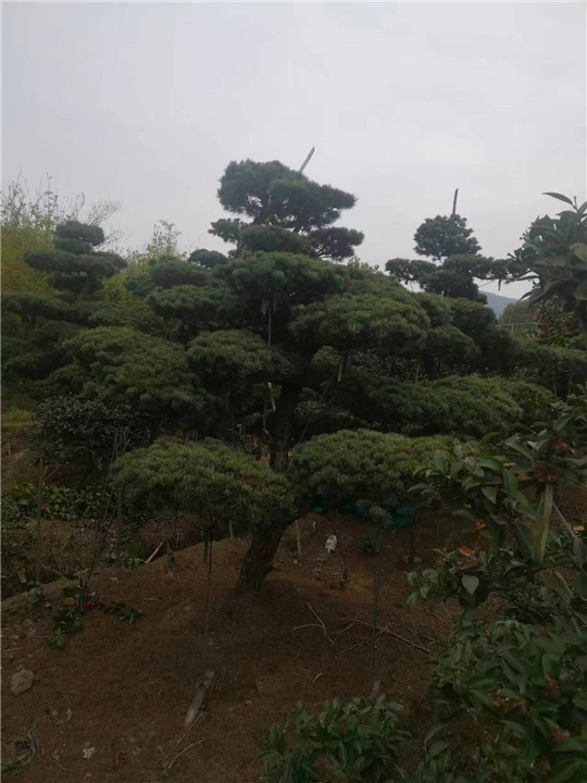 浙江五针松种植|浙江五针松供应