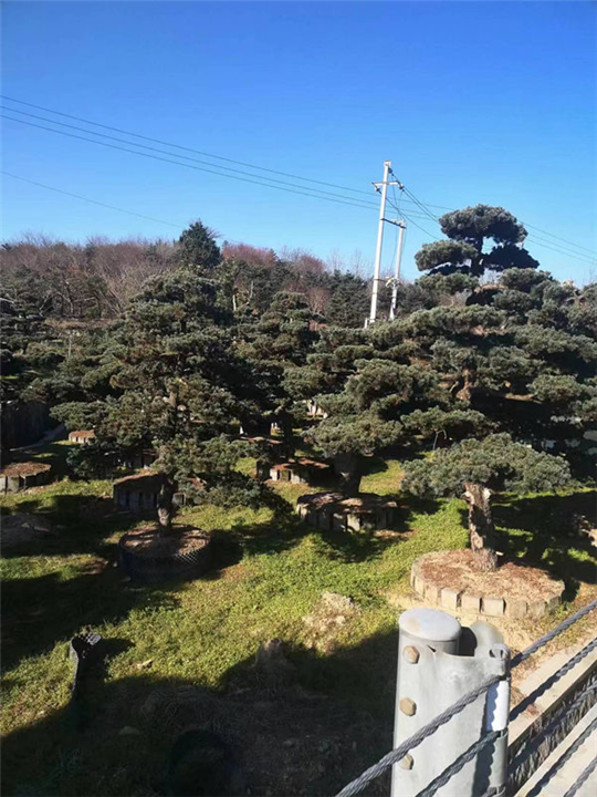 浙江五针松盆景