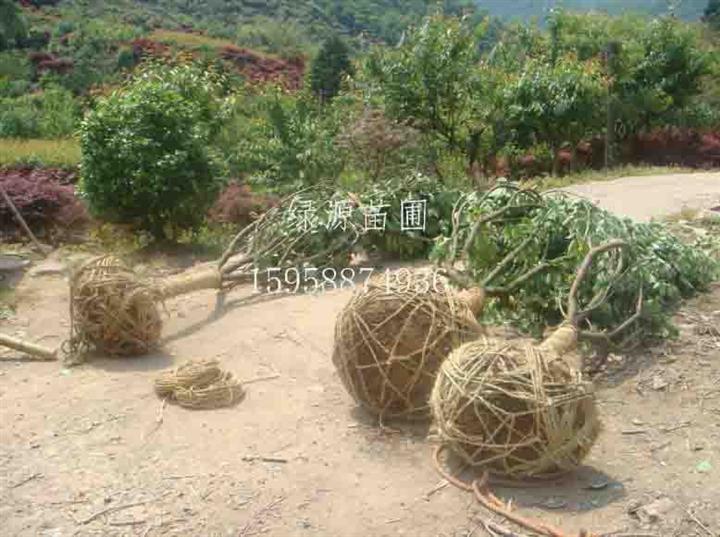 供应樱花|供应樱花基地|樱花价格—浙江绿源苗圃基地