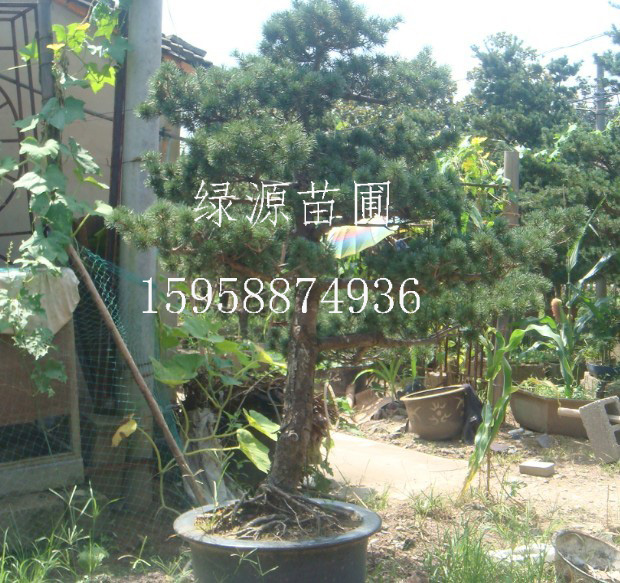 五针松的养护 