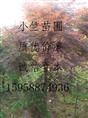 浙江高接红枫|供应高接红枫|供应浙江红枫||日本红枫供应