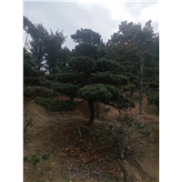浙江五针松种植|浙江五针松供应