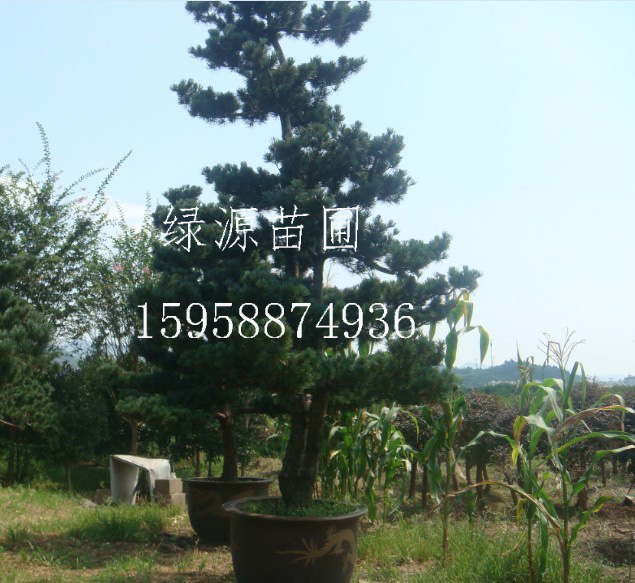 浙江五针松苗木基地 