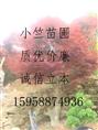 浙江红枫|浙江鸡爪槭|浙江日本红枫|浙江樱花—浙江绿源苗圃基地