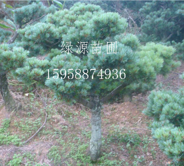 五针松苗木批发|浙江五针松苗木供应—浙江绿源苗圃基地