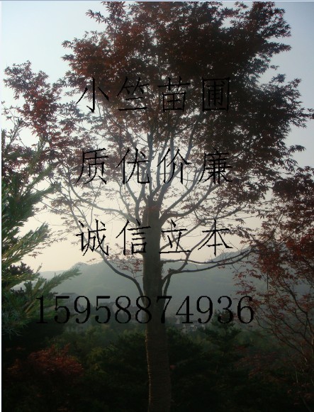 浙江高接红枫|供应高接红枫|供应浙江红枫||日本红枫供应