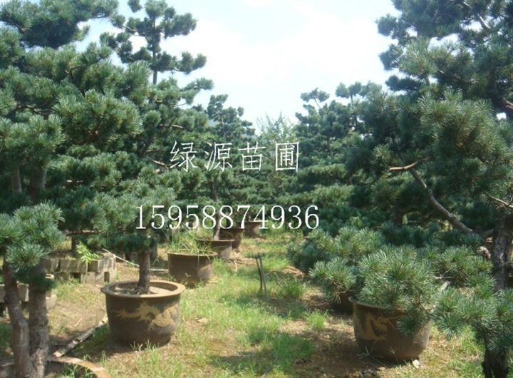 盆景片状—浙江绿源苗圃基地