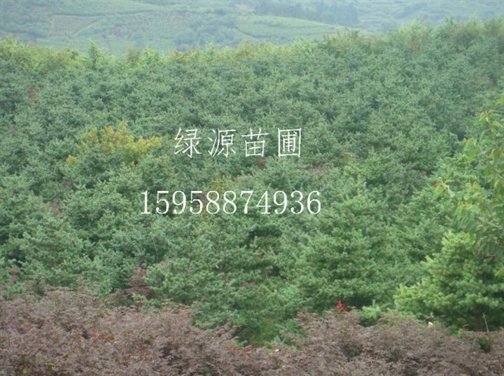 供应五针松苗木|五针松基地|浙江五针松基地 