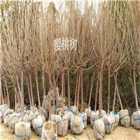 樱桃树