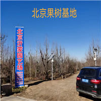 北京石榴树结果怎么样