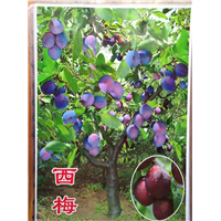 西梅北京果树种植基地 